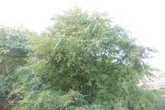 Anogeissus acuminata